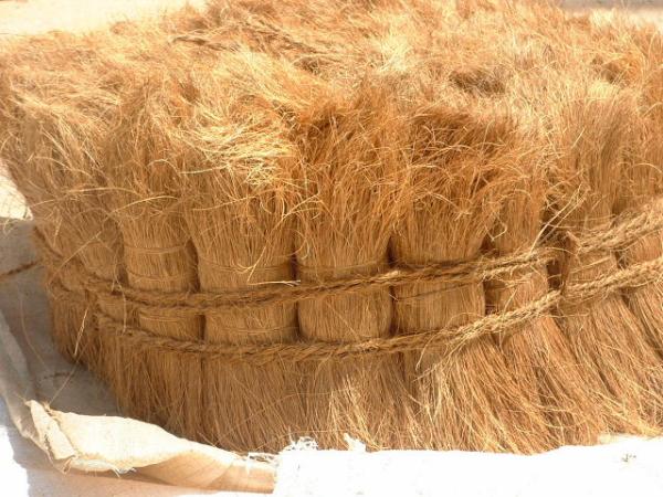 Bristle coir fibre in 23 kg Bales