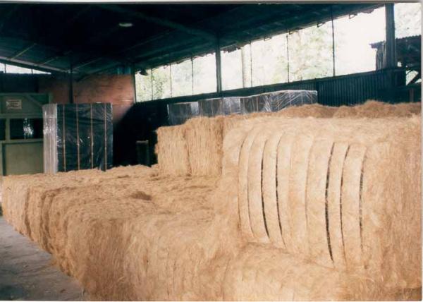 coco fibre in 150 Kg Bales